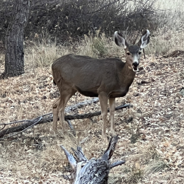 Santa Fe Day Trip to Bandelier National Monument