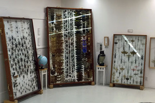 Huge Bug Cases