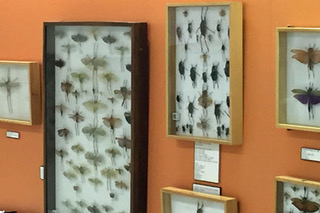 Bug Cases