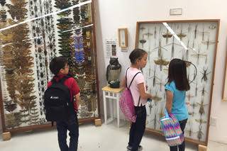 Huge Bug Cases