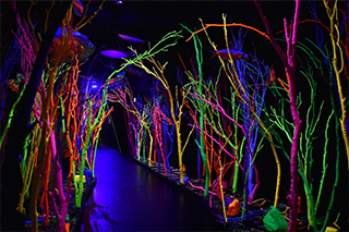 Meow Wolf